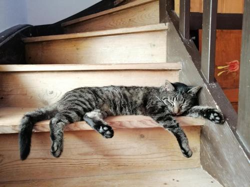 a cat is laying on the stairs at Monika am Masenberg in Vorau