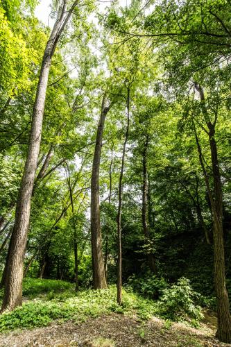 a forest of trees with green leaves on the ground at Cascina Arcangelo Raffaele in Verduno