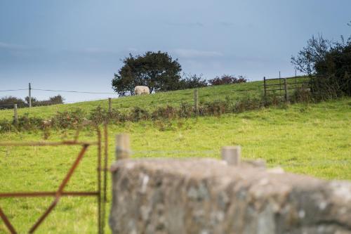 a sheep standing on a hill in a field at Tyn Lon in Moelfre