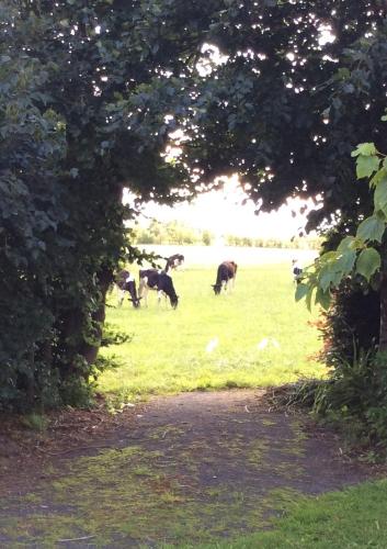a group of cows grazing in a field at Kristinebjerg in Jelling