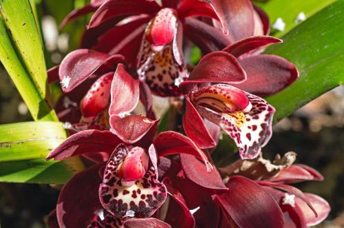 a group of red flowers with white spots on them at Chalé Flores e Amores in Visconde De Maua