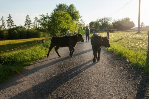 two cows walking down a road with people walking at Apartmány Penzion Kateřina in Nadějkov