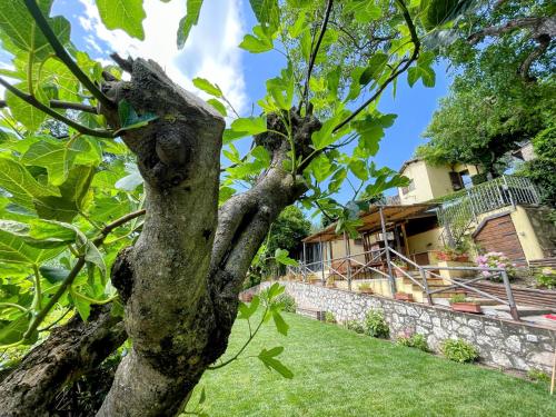 a tree in front of a house at Torretta sleeps 5 with pool and exclusive gardens plus private verandah in Strettura