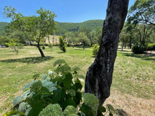 a plant next to a tree in a field at Torretta sleeps 5 with pool and exclusive gardens plus private verandah in Strettura
