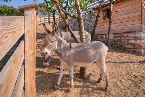 a donkey standing next to a wooden fence at Agritur Maso Librar in Trento