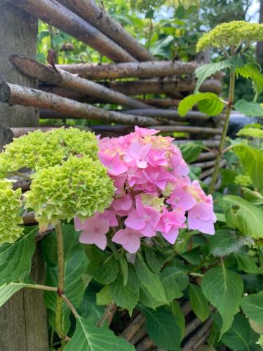 a bunch of pink flowers in front of a fence at Vakantiehuis ABEL in Dilsen-Stokkem