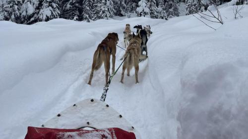a group of dogs walking in the snow at Cahilty Hotel & Suites in Sun Peaks