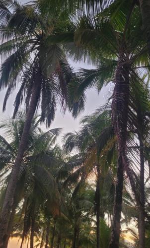 a group of palm trees with the sky in the background at Casa Paraiso Tropical in Parrita