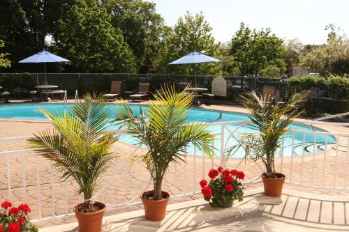 a group of palm trees in pots next to a swimming pool at Norwalk Inn & Conference Center in Norwalk