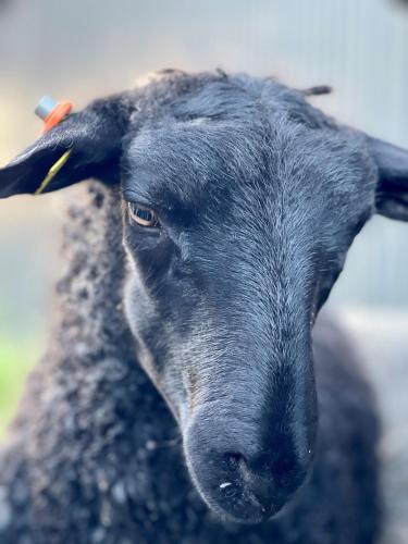 Animales en el bed & breakfast o alrededores