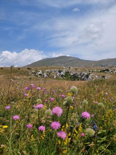 a field of flowers in a field with mountains in the background at Apartman Cincar in Livno