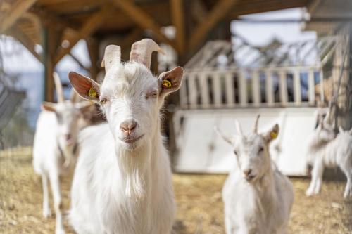 a group of goats standing in a barn at Historisches Apartment Duregghof in San Genesio Atesino