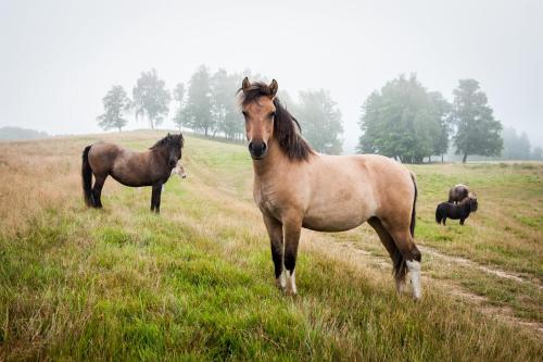 two horses standing in a field of grass at Osada Jaćwingów in Gołdap