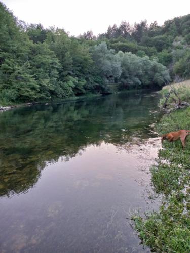 a dog standing in the water next to a river at Vikendica Savić in Šipovo