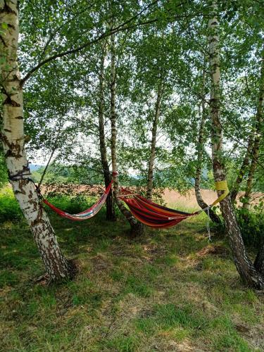 a hammock hanging between two trees in a forest at Wetlina Poza Trasą in Wetlina