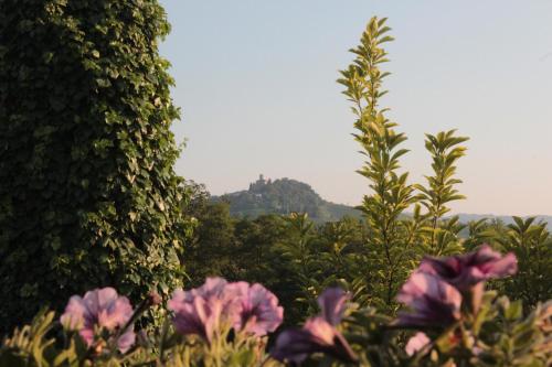 a group of pink flowers in front of a hedge at I Boidi in Nizza Monferrato