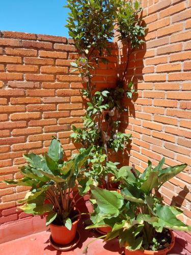 貝納文特的住宿－Apartamento turístico en el centro de Benavente，两株盆栽植物,坐在砖墙旁边