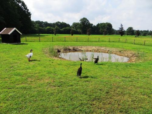a group of birds standing in a field with a pond at Beautiful holiday home with hot tub in Losser