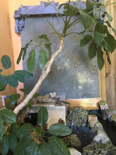 a small tree in a fish tank with rocks at Miami Bungalow Oasis near Everglades & The Keys in Cutler Bay