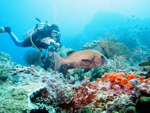 a person taking a picture of a reef with a fish at Maha Nusa Menjangan in Banyuwedang