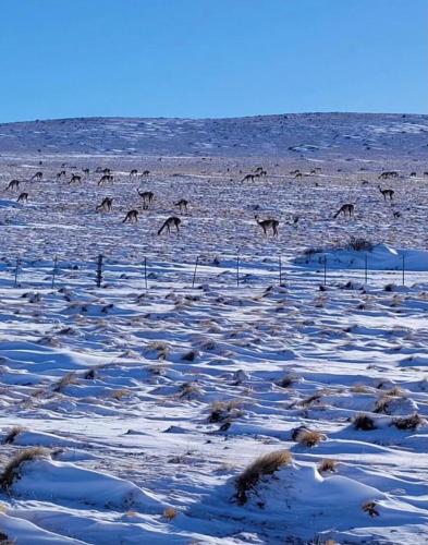 eine große Gruppe von Tieren auf einem schneebedeckten Feld in der Unterkunft Family Hostel in Perito Moreno