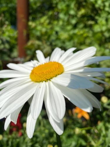 a white daisy with a yellow center at Tereza glamping in Sanain