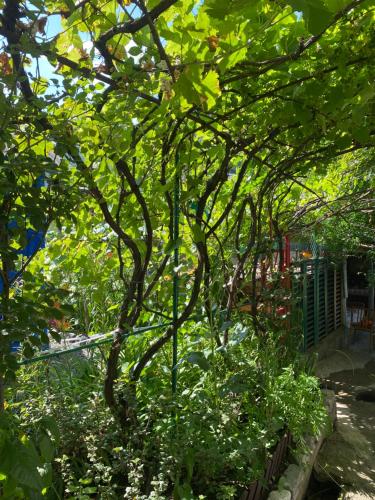 a tree with green leaves in a garden at Tereza glamping in Sanain