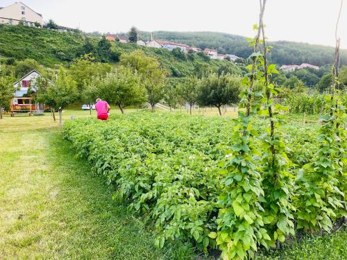 a row of plants in a field with a person in the background at Household Nikolic - Andrijevica, Montenegro in Andrijevica