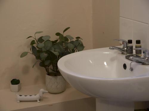 um lavatório branco numa casa de banho com um vaso de plantas em Pass the Keys Pet friendly Garden flat in Carmarthen em Carmarthen