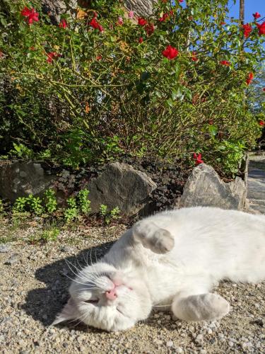 a white cat laying on the ground in front of flowers at Chambre d'hôtes Saint Jacob Relais de Chasse du XVIII Siècle in Les Fougerêts