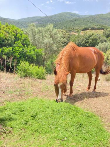 a brown horse eating grass in a field at Agriturismo Sa Mandria in Castiadas
