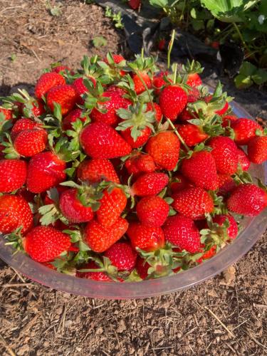 a bowl of strawberries sitting on the ground at Agriturismo Sa Mandria in Castiadas