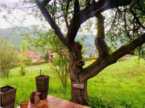 a tree sitting in the middle of a field at Tutaj Sielankowo in Ustroń