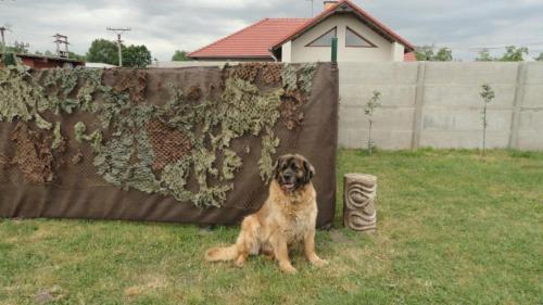 a dog sitting in the grass next to a fence at U Novomlýnské nádrže in Nové Mlýny