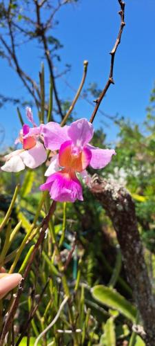 a group of pink flowers on a tree at Valle Luna in Valle de Anton