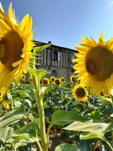 ein Feld von Sonnenblumen mit einem Gebäude im Hintergrund in der Unterkunft Maison dans le sud du Gers 