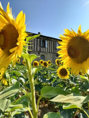 un champ de tournesols avec un bâtiment en arrière-plan dans l'établissement Maison dans le sud du Gers, à Labarthe-dʼAstarac