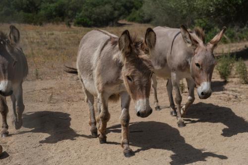 three donkeys are walking down a dirt road at B&B Terra e Smeralda in Arzachena