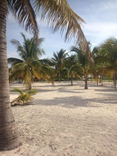 a group of palm trees on a sandy beach at Villas Del Mar in Celestún