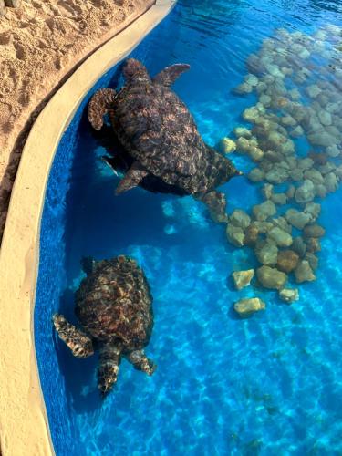 two turtles in a tank in the water at Pousada Bar Café Algas Marinhas in Praia do Forte