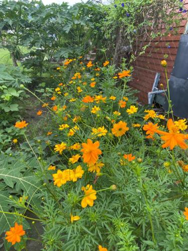 a bunch of orange and yellow flowers in a garden at Mei Nong Villa in Meinong