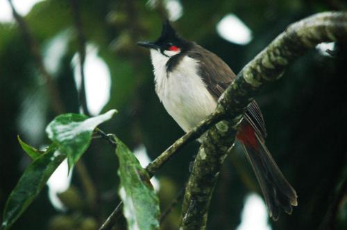 a bird perched on top of a tree branch at Blackberry Hills Munnar Nature Resort & Spa in Munnar