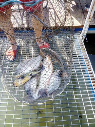 three dead fish in a cage on a table at Bungalow- casute in Orşova