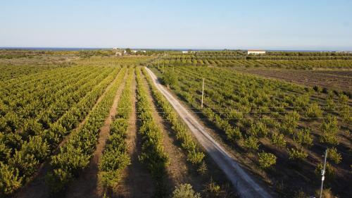 an aerial view of a vineyard with a dirt road at Tenuta Alessandra Noto in Noto