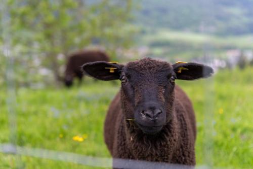 a brown sheep standing in a field of grass at Panoramahotel Stocker in Pruggern