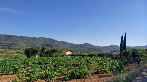 a vineyard with a house and mountains in the background at Casa Rural Cal Martí in El Pla de Manlleu