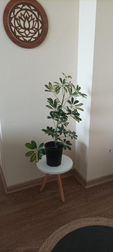 a potted plant sitting on a table in a room at LODGING DAy in Temuco