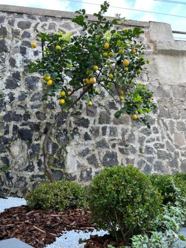 a lemon tree in front of a stone wall at Il Ponte a Vapore Guest House in SantʼAnastasia