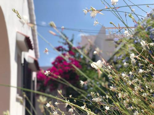 Κήπος έξω από το Habitación con baño y jardín privado en Casa Típica Ciutadella centro