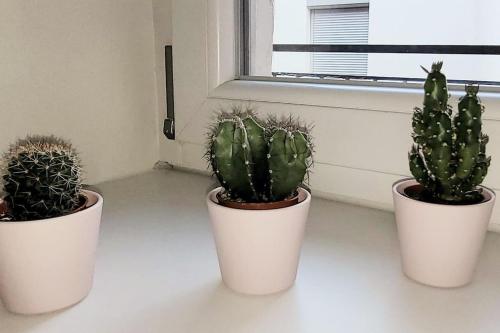 trois plantes en pots blancs assises sur un rebord de fenêtre dans l'établissement Appartement Terrasse 17 m² Centre historique, à Lons-le-Saunier